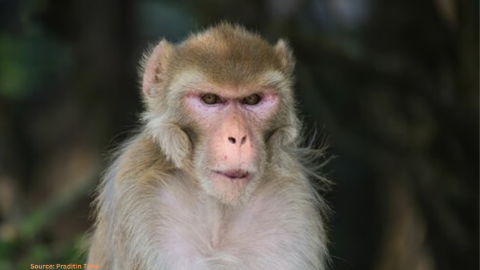 Monkeys Heroically Thwart R@pe Attempt on 6-Year-Old Girl in Uttar Pradesh